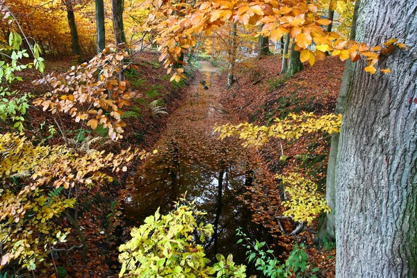 Ravnsholt Skov bos in de herfst — Stockfoto