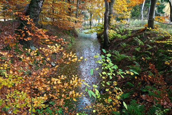 Ravnsholt floresta de Skov no outono — Fotografia de Stock