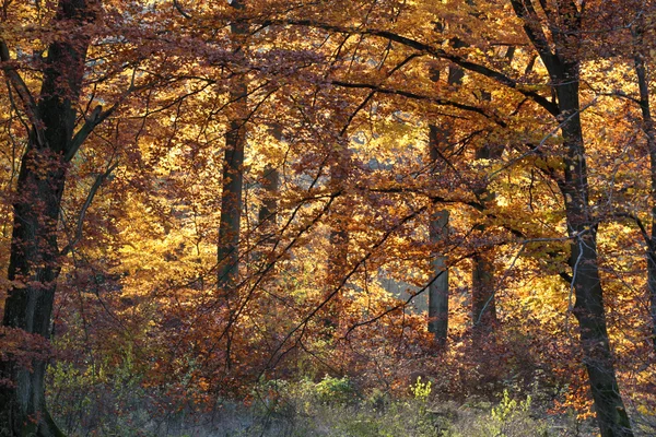 Ravnsholt Skov skog i höst — Stockfoto