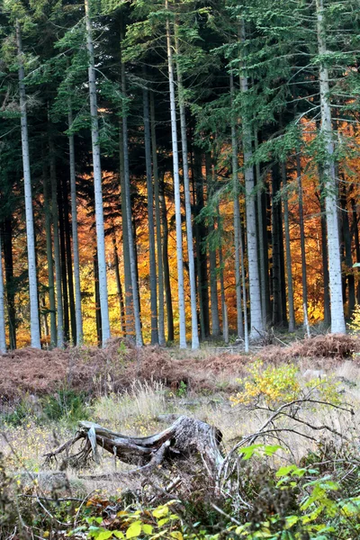 Herbstwald in Dänemark — Stockfoto