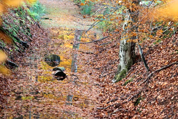 Floresta de outono na Dinamarca — Fotografia de Stock