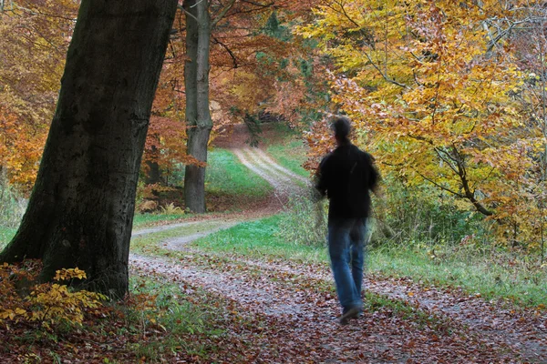 Άνθρωπος περπατώντας στους φθινόπωρο δάσος — Φωτογραφία Αρχείου