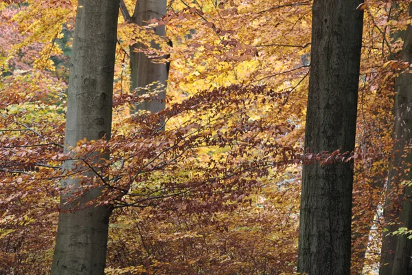 Magiska skogen Ravnsholt Skov — Stockfoto