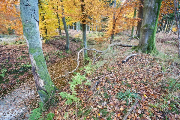 Foresta Ravnsholt Skov colorata — Foto Stock