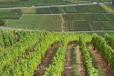 Sigolsheim - Kientzheim - Kaysersberg 'deki Alsace - Fransa Sigolsheim' deki Alsace 'deki Necropolis, Dünya Savaşı askeri mezarlığını oluşturan alsacian üzüm bağının manzarası.