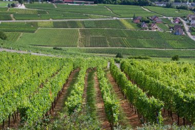 Sigolsheim - Kientzheim - Kaysersberg 'deki Alsace - Fransa Sigolsheim' deki Alsace 'deki Necropolis, Dünya Savaşı askeri mezarlığını oluşturan alsacian üzüm bağının manzarası.