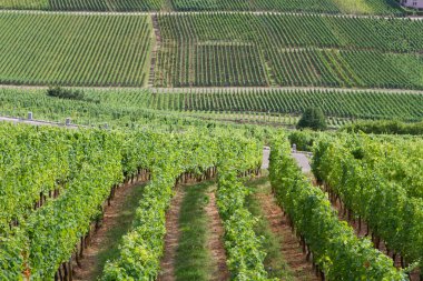 Sigolsheim - Kientzheim - Kaysersberg 'deki Alsace - Fransa Sigolsheim' deki Alsace 'deki Necropolis, Dünya Savaşı askeri mezarlığını oluşturan alsacian üzüm bağının manzarası.