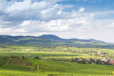 Sigolsheim - Kientzheim - Kaysersberg 'deki Alsace - Fransa Sigolsheim' deki Alsace 'deki Necropolis, Dünya Savaşı askeri mezarlığını oluşturan alsacian üzüm bağının manzarası.