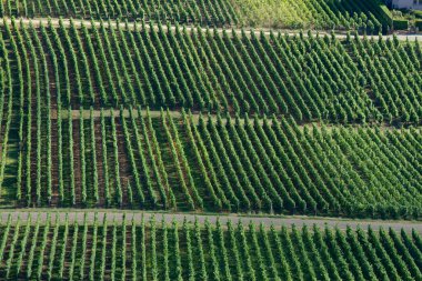 Sigolsheim - Kientzheim - Kaysersberg 'deki Alsace - Fransa Sigolsheim' deki Alsace 'deki Necropolis, Dünya Savaşı askeri mezarlığını oluşturan alsacian üzüm bağının manzarası.