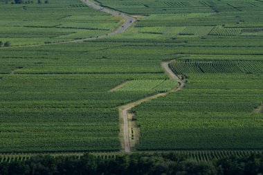 Sigolsheim - Kientzheim - Kaysersberg 'deki Alsace - Fransa Sigolsheim' deki Alsace 'deki Necropolis, Dünya Savaşı askeri mezarlığını oluşturan alsacian üzüm bağının manzarası.