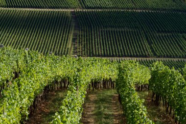 Sigolsheim - Kientzheim - Kaysersberg 'deki Alsace - Fransa Sigolsheim' deki Alsace 'deki Necropolis, Dünya Savaşı askeri mezarlığını oluşturan alsacian üzüm bağının manzarası.
