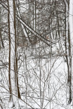 Danimarka 'da kış mevsiminde çekilen kar manzarası