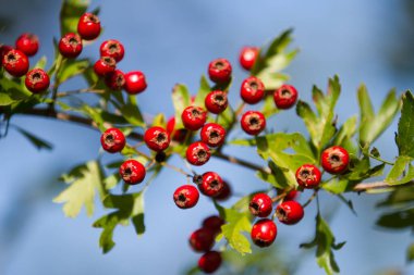 Danimarka 'da baharda Hawthorn güneşli bir gün