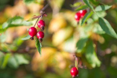 Danimarka 'da baharda Hawthorn güneşli bir gün