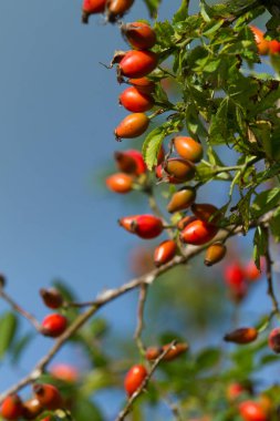 Danimarka 'da baharda Hawthorn güneşli bir gün