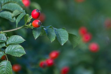 Danimarka 'da baharda Hawthorn güneşli bir gün