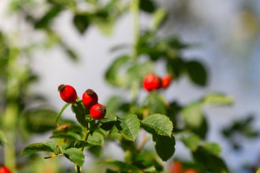 Danimarka 'da baharda Hawthorn güneşli bir gün