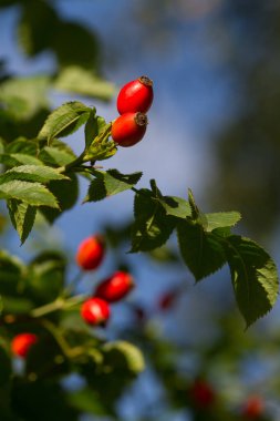 Danimarka 'da baharda Hawthorn güneşli bir gün