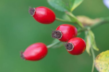 Danimarka 'da baharda Hawthorn güneşli bir gün