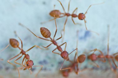 Tayland 'da yeşil bir duvarda yürüyen karıncalar