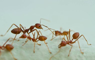 Tayland 'da yeşil bir duvarda yürüyen karıncalar