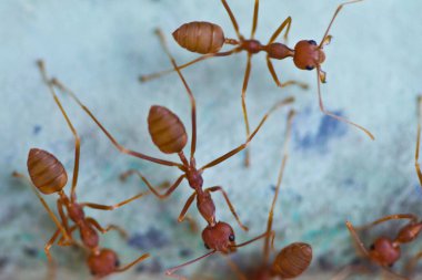 Tayland 'da yeşil bir duvarda yürüyen karıncalar