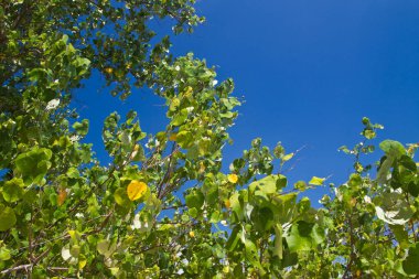 Tayland 'da doğada bir ağaçla plajda