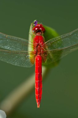 Tayland yusufçuğu bir bitkide