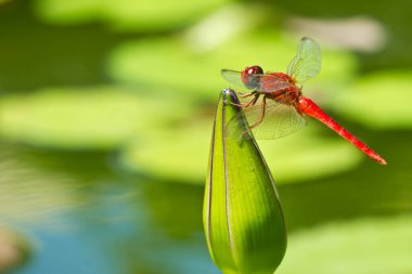 Tayland yusufçuğu bir bitkide