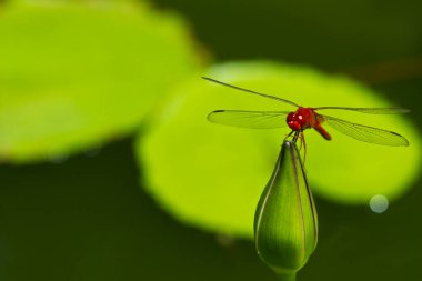 Tayland yusufçuğu bir bitkide