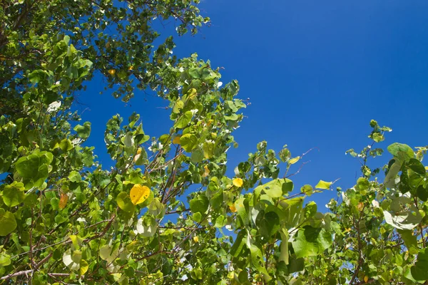 Tayland 'da doğada bir ağaçla plajda