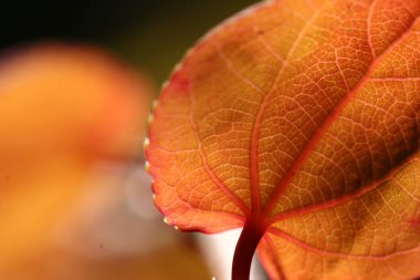 Danimarka 'da baharda ağaçtaki yapraklara yakın.