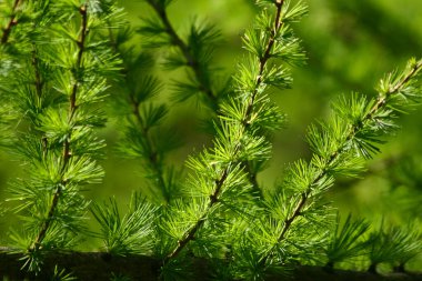 Danimarka 'da baharda ağaçtaki yapraklara yakın.