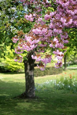 Çiçek açan ağaçlar baharda dallanır.