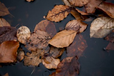 Danimarka 'da renkli sonbahar yaprakları kapanıyor
