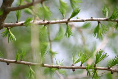 Danimarka 'da baharda ağaçtaki yapraklara yakın.