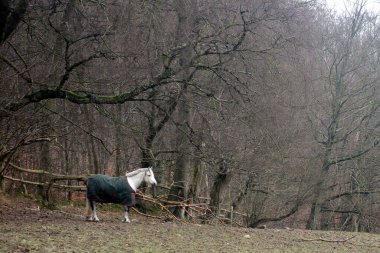 Danimarka 'da baharda bir tarlada at