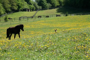 Danimarka 'da baharda bir tarlada at