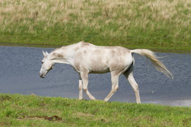 Danimarka 'da baharda bir tarlada at