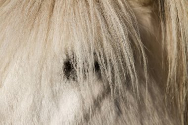 Danimarka İskandinavya 'da atlar portre başı