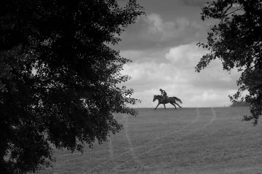 Danimarka 'nın İskandinavya ormanında ata binmek