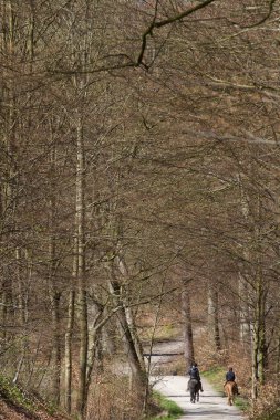 Danimarka 'nın İskandinavya ormanında ata binmek