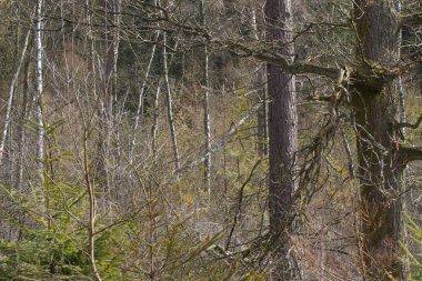 Danimarka 'nın kuzeyindeki bir orman manzarası Kopenhag' ı oluşturur.