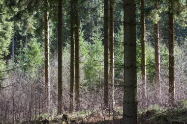Danimarka 'nın kuzeyindeki bir orman manzarası Kopenhag' ı oluşturur.