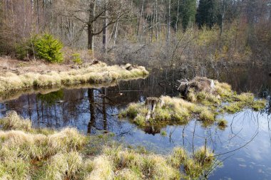 Danimarka 'nın kuzeyindeki bir orman manzarası Kopenhag' ı oluşturur.