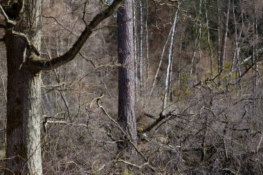 Danimarka 'nın kuzeyindeki bir orman manzarası Kopenhag' ı oluşturur.