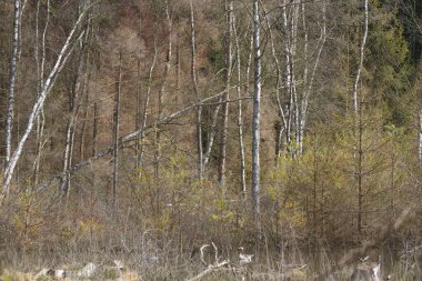 Danimarka 'nın kuzeyindeki bir orman manzarası Kopenhag' ı oluşturur.