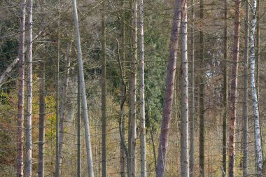 Danimarka 'nın kuzeyindeki bir orman manzarası Kopenhag' ı oluşturur.