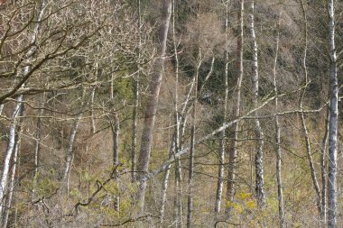 Danimarka 'nın kuzeyindeki bir orman manzarası Kopenhag' ı oluşturur.