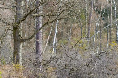 Danimarka 'nın kuzeyindeki bir orman manzarası Kopenhag' ı oluşturur.